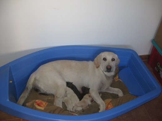 Esta es una foto de Noa con toda su camada, pq acaba de ser mama.son 2 chocolate y 4 canela